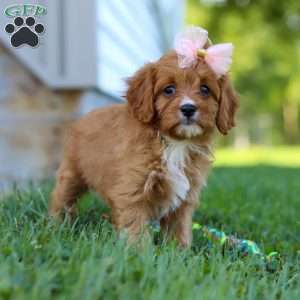 Darla, Cavapoo Puppy